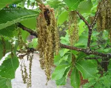 爱游戏-??馛1??鱛|i凹?G7鄟?226竎'詝e?栎?蚩6犲|睻巅的简单介绍